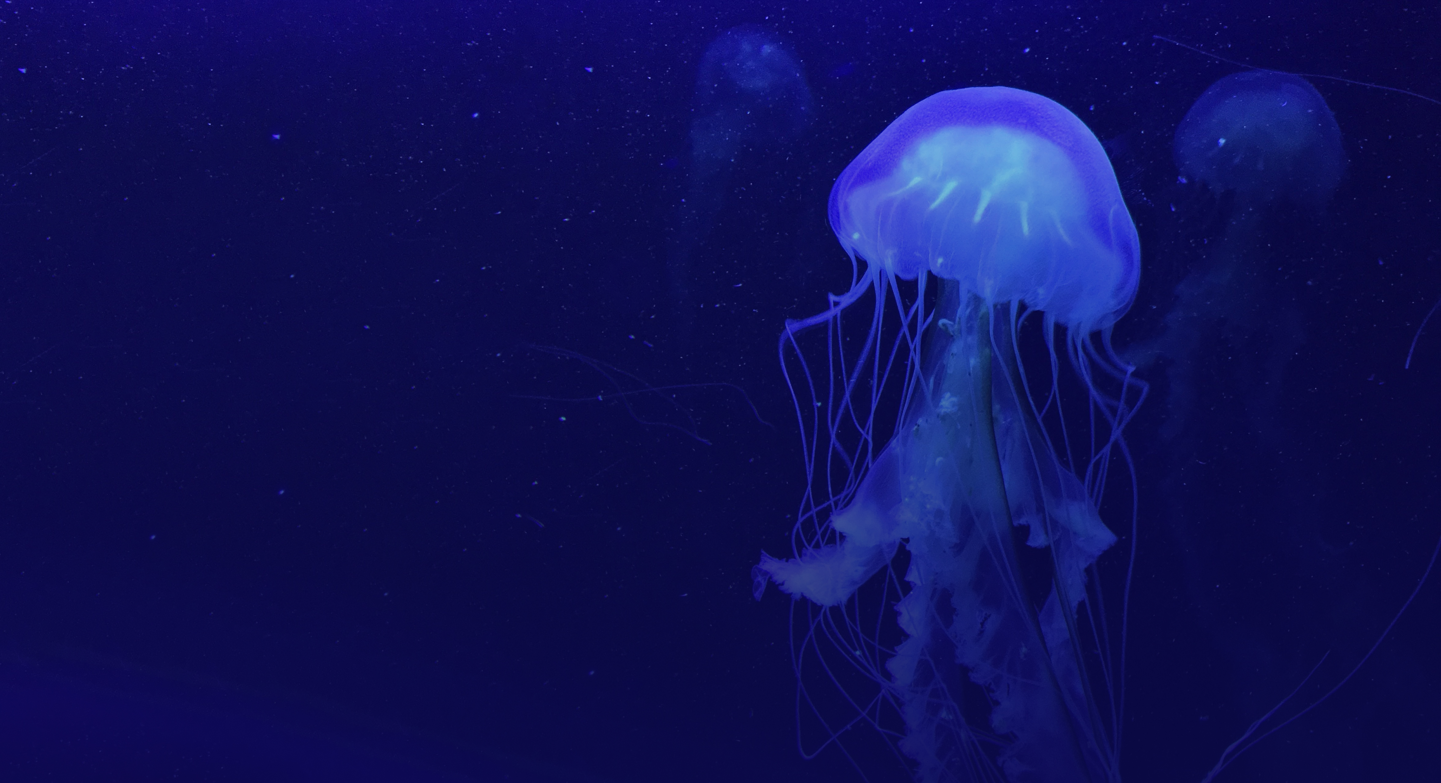 Jellyfish